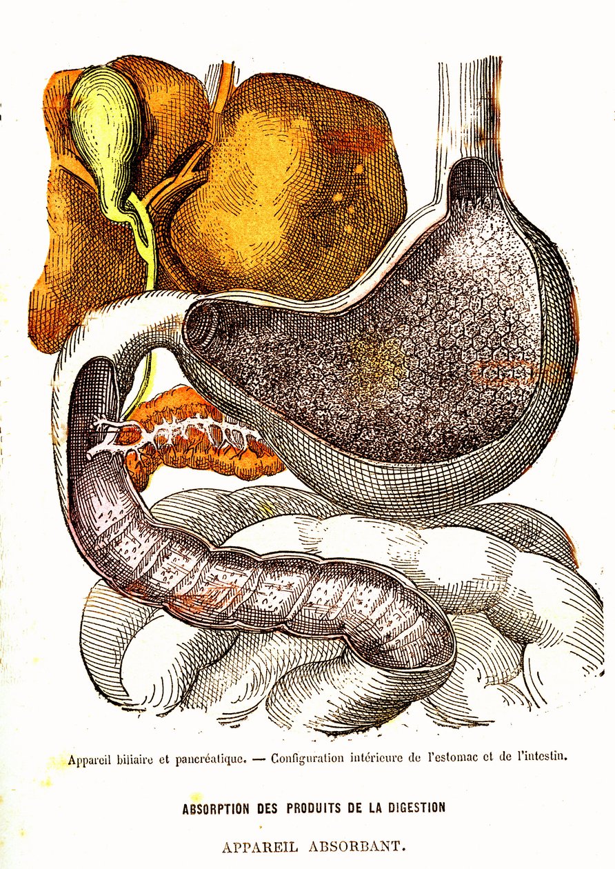 Biliary and Pancreatic System - Normal Life & Health by J. Rengade-Drawing by A. Demarle 1881 alkotó: Alphonse Demarle