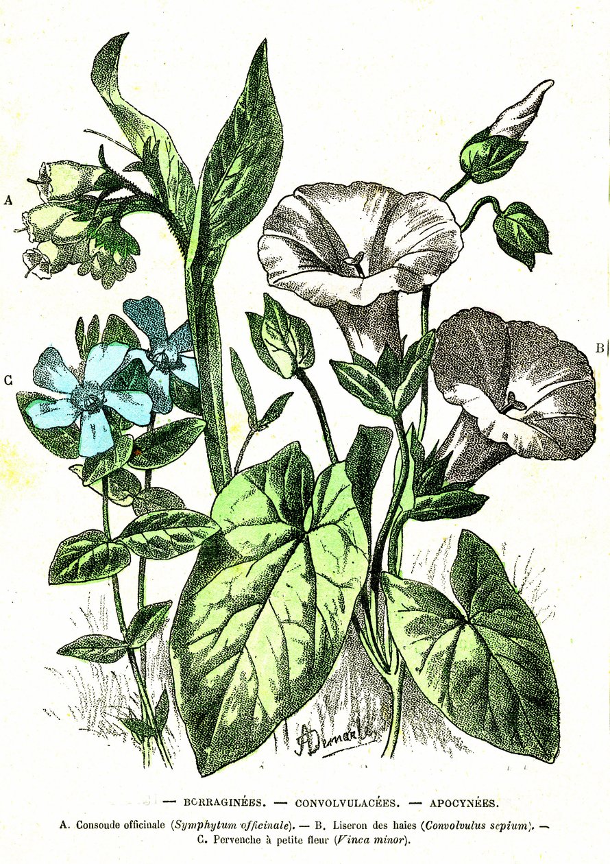 Borraginees, Convolvulacees, Apocynees: Természetes teremtés és élőlények. A. Demarle rajza. 1885 alkotó: Alphonse Demarle
