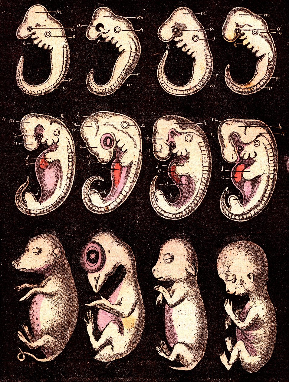 Compared embryos of 4 vertebrae 5 living beings): From left to right: pig, hen, rabbit, man. Drawing A. Demarle. 1885 alkotó: Alphonse Demarle