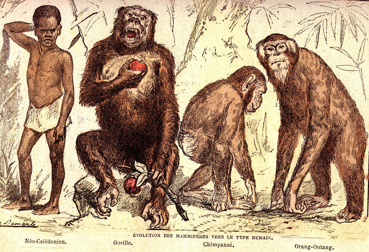 Evolution of mammals to the human type: Natural Creation and Living Beings (De Jules Rengade). Drawing by A. Demarle. 1885 alkotó: Alphonse Demarle
