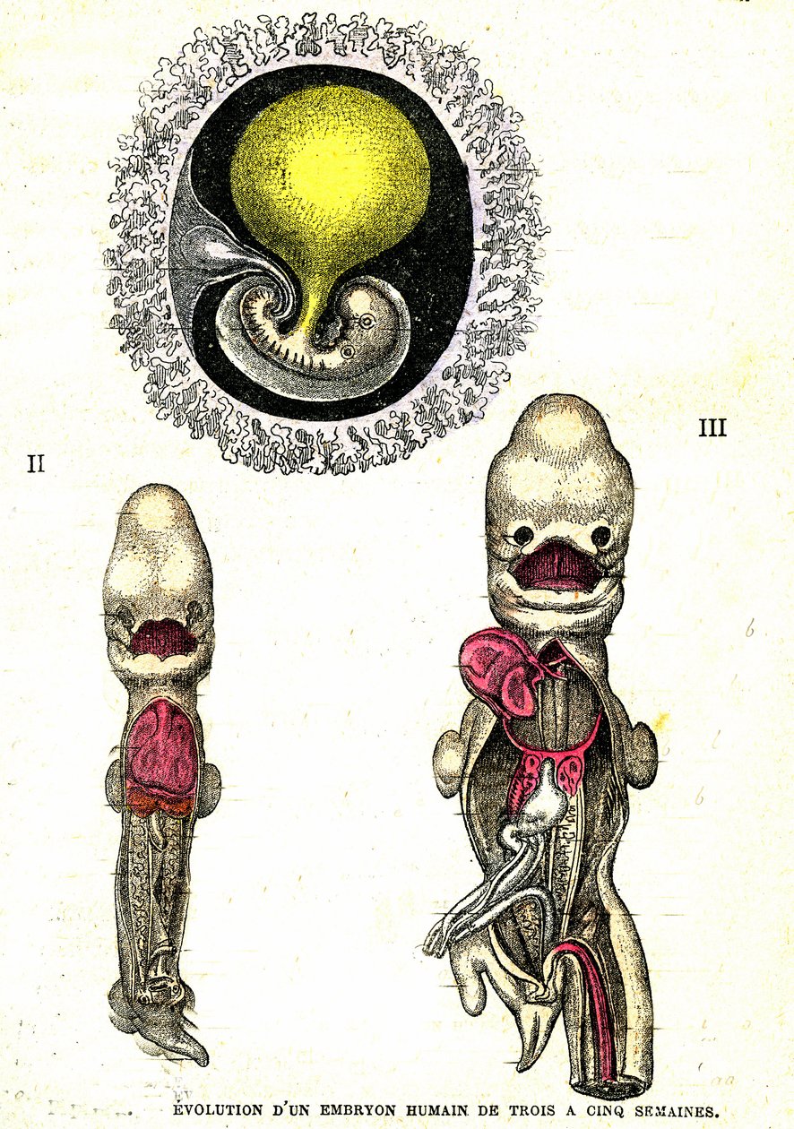 Az emberi embrió evolúciója: Természetes teremtés és élőlények (Jules Rengade) alkotó: Alphonse Demarle