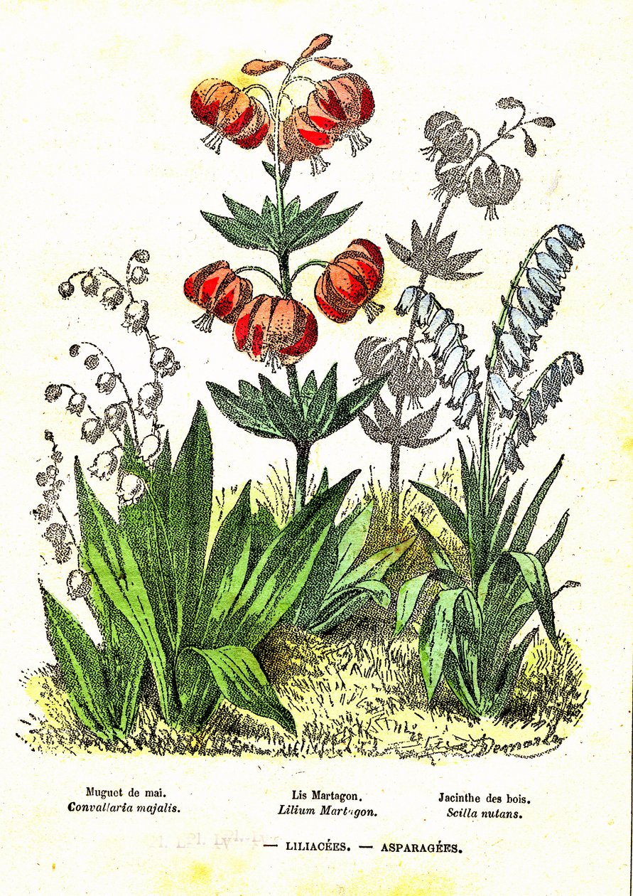 Liliomfélék, spárgák: természetes teremtés és élőlények. A. Demarle rajza. 1885 alkotó: Alphonse Demarle