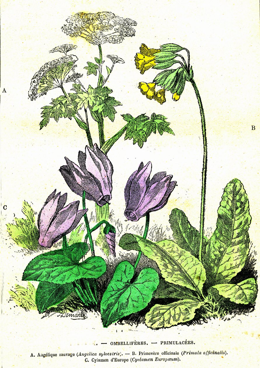 Ombelliferes, Primulacees: Természetes teremtés és élőlények. A. Demarle rajza. 1885 alkotó: Alphonse Demarle