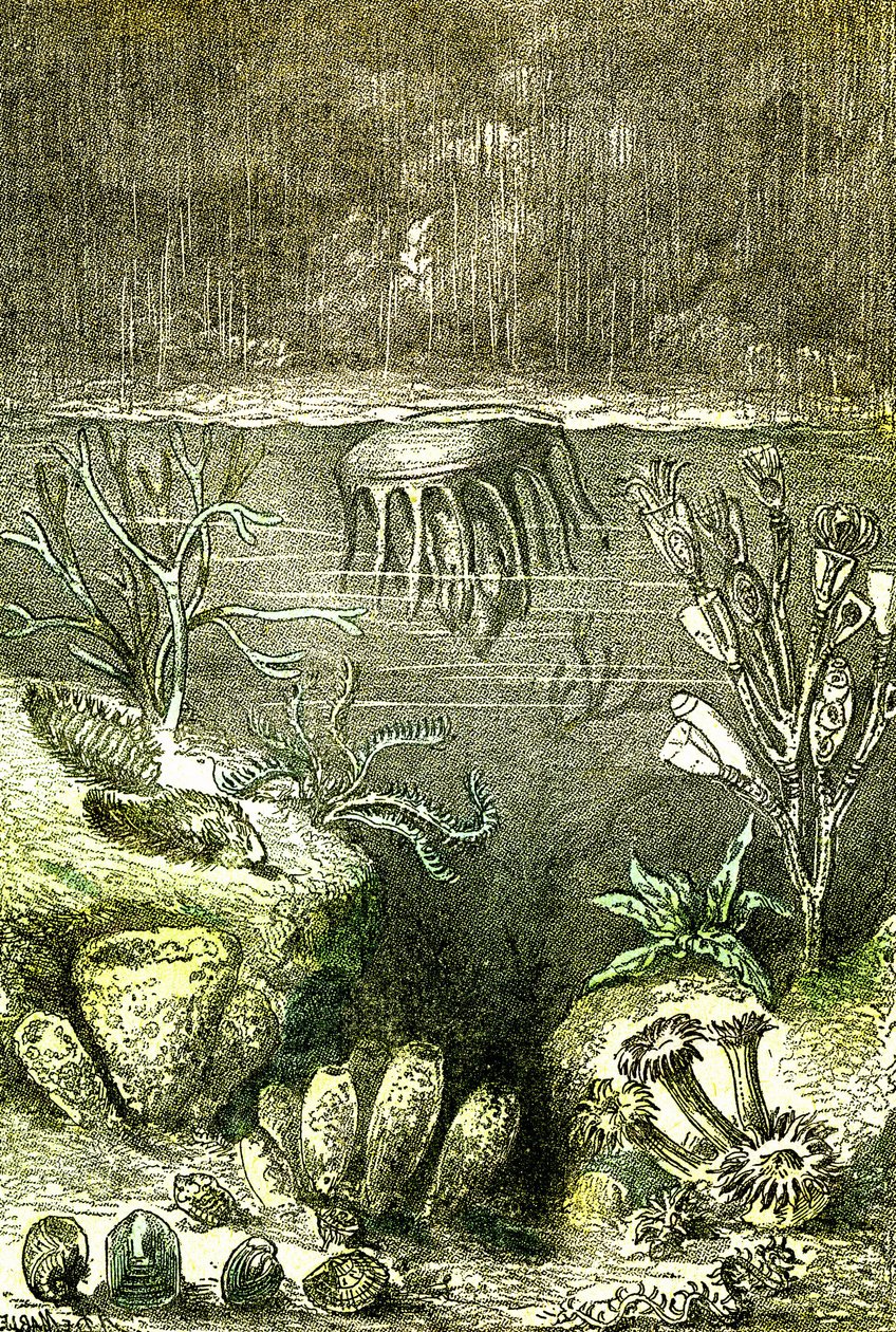Prehistoire-Terre et Mers: The beginning of the Silurian period (J. Rengade. Drawing by Demarle. 1885 alkotó: Alphonse Demarle