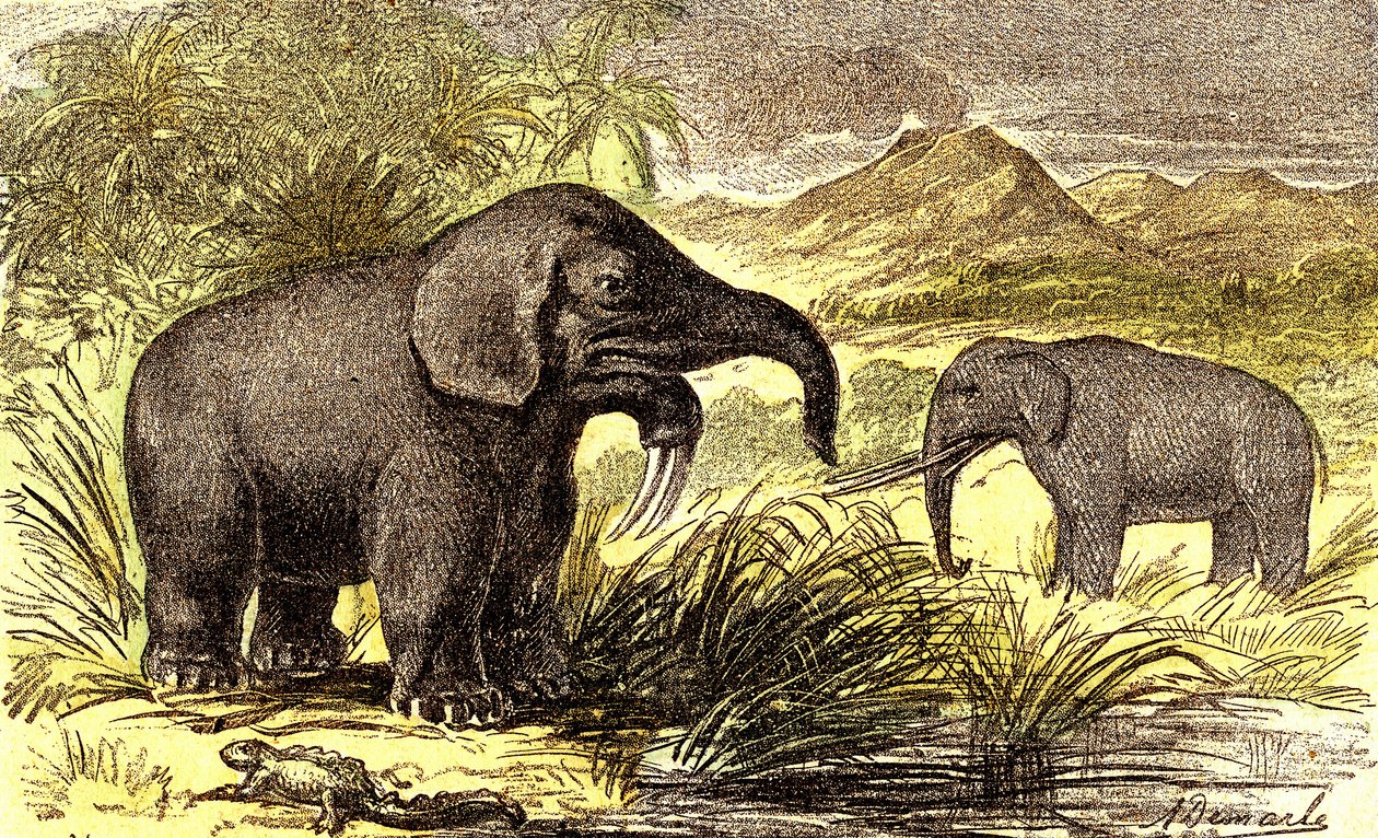 Őstörténet-miocén időszak: Jobbról balra: a Dinotherum és a Mastodonte. Természetes teremtés és élőlények. A. Demarle rajza. 1885 alkotó: Alphonse Demarle