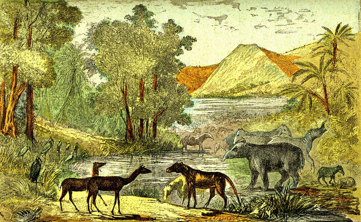 Őstörténet-eocén időszak: Jobbról balra: Paloeotherium, Anoplotherium, Xiphodonts és a madarak Tantalus. Természeti alkotás és élőlények. Rajz A. Demarle. 1885 alkotó: Alphonse Demarle