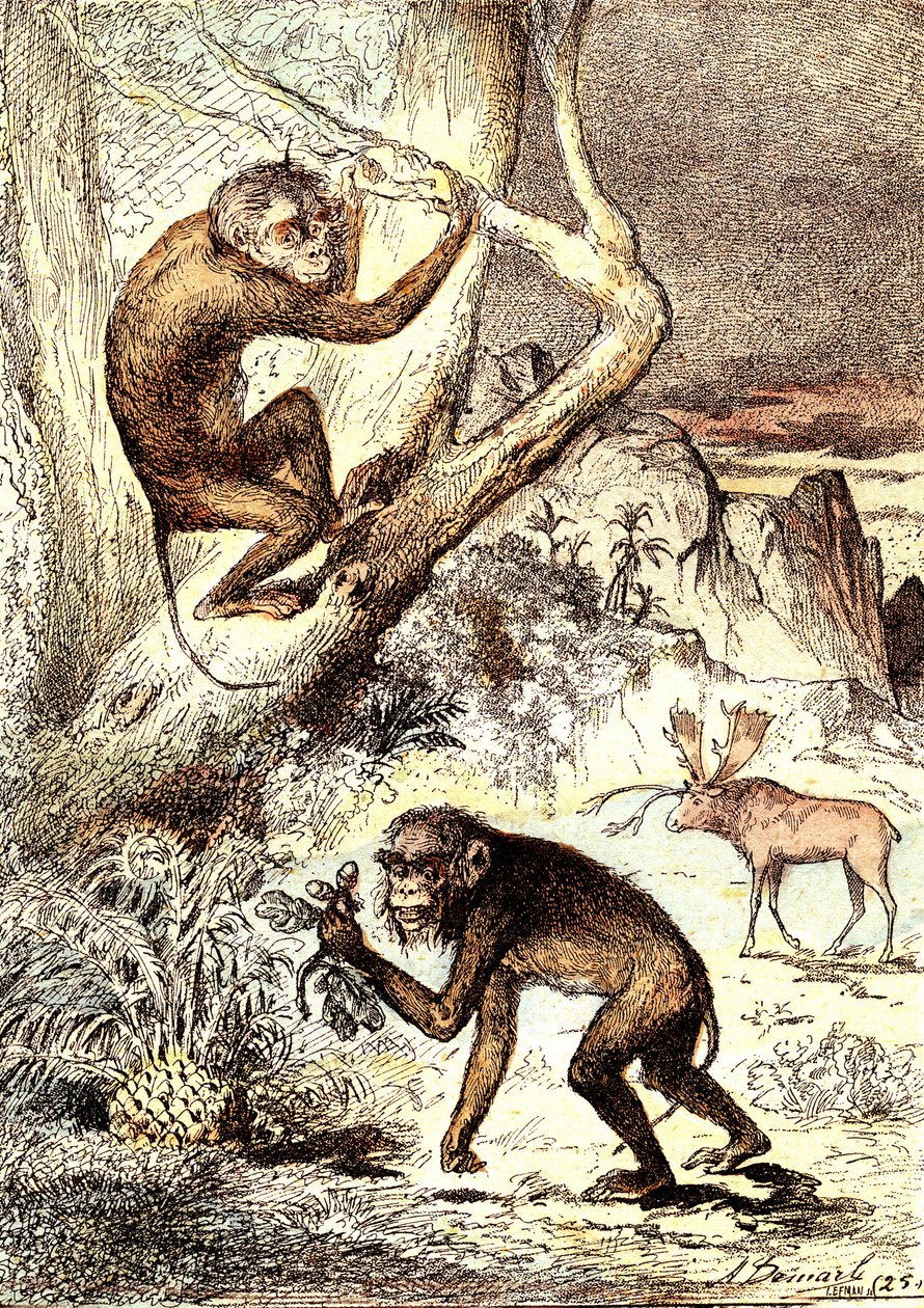 A katarhiai majmok (miocén időszak): a szemnopitheques. J. Rengade természeti alkotása és élőlényei. Rajz A. Demarle alkotó: Alphonse Demarle