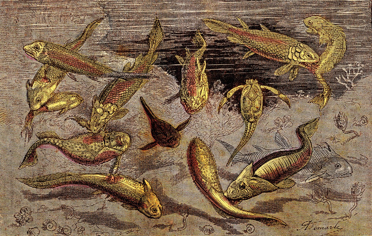 The Devonian Times (Prehistory) Élőlények: Harc az élőlények létezéséért. Természetes Teremtés. Rajz A. Demarle. 1885 alkotó: Alphonse Demarle
