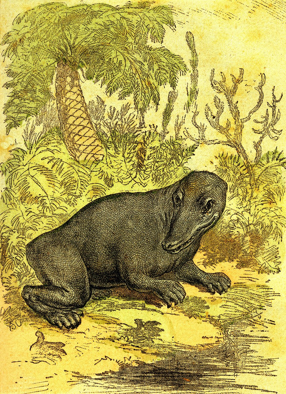 Labyrinthodonta (kétéltű): a szén-korszak kétéltűje. Természetes teremtés és élőlények. Rajz A. Demarle 1885 alkotó: Alphonse Demarle