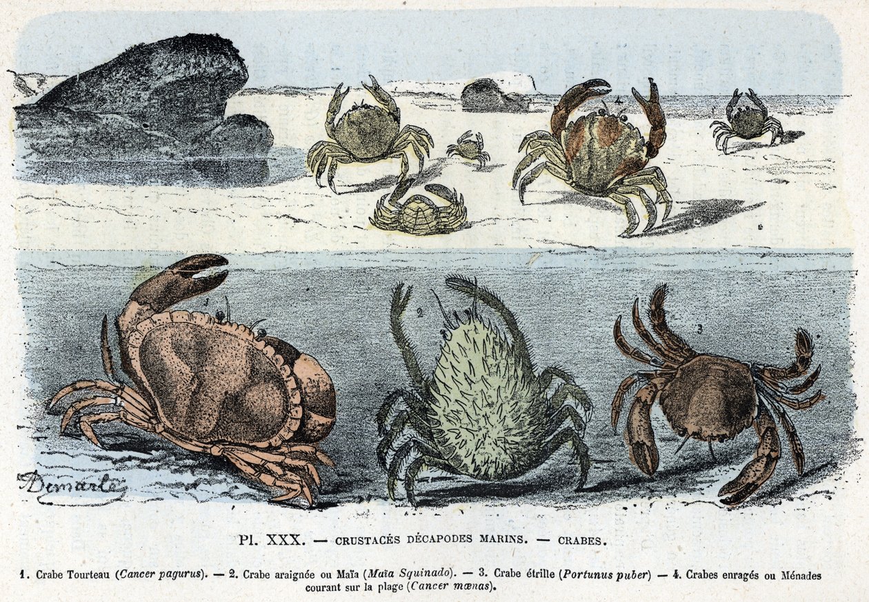 Állattani tábla; rák decapode tengeri, rák (torta, araignee, etrill, menade) (Zoológiai lemez: rákok) Metszet a „L