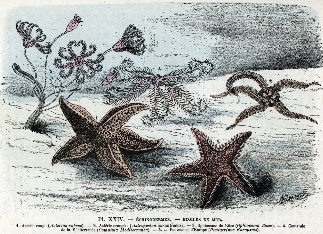 Állattani tábla; tüskésbőrűek, tengeri csillagok (asteriák, ophiocoma, comatum és pentacrine) (Állattani lemez: tengeri csillagok) Metszet a „” L