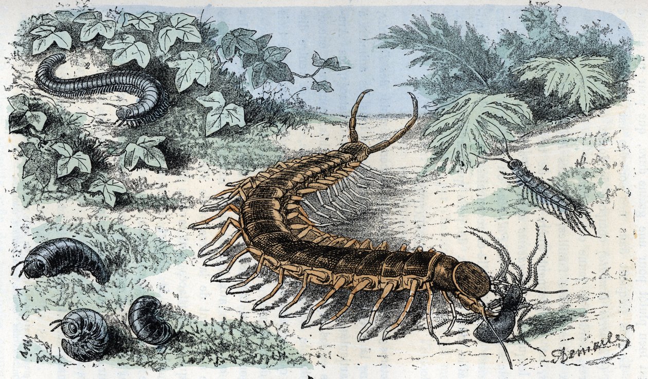 Állattani térkép: Rovarok Myriapodes (százlábúak vagy százlábúak) (Zoológiai lemez: Myriapoda) Rengade „Ember és természet” metszet alkotó: Alphonse Demarle