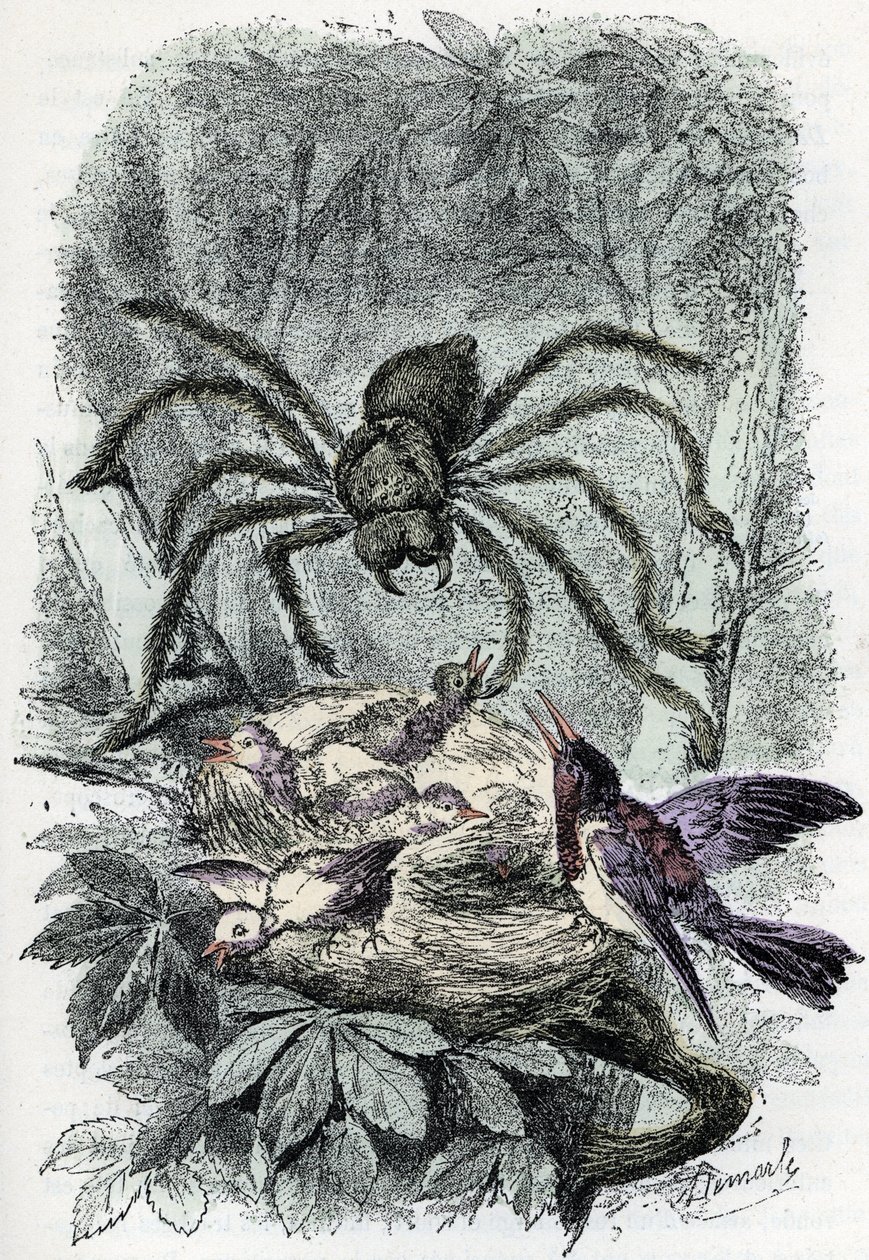 Állattani térkép: pókféle, madárlégyfészket meglepő madárlegy (Zoológiai tábla: pókféle, Avicularia) Rengade „Ember és természet” metszet alkotó: Alphonse Demarle