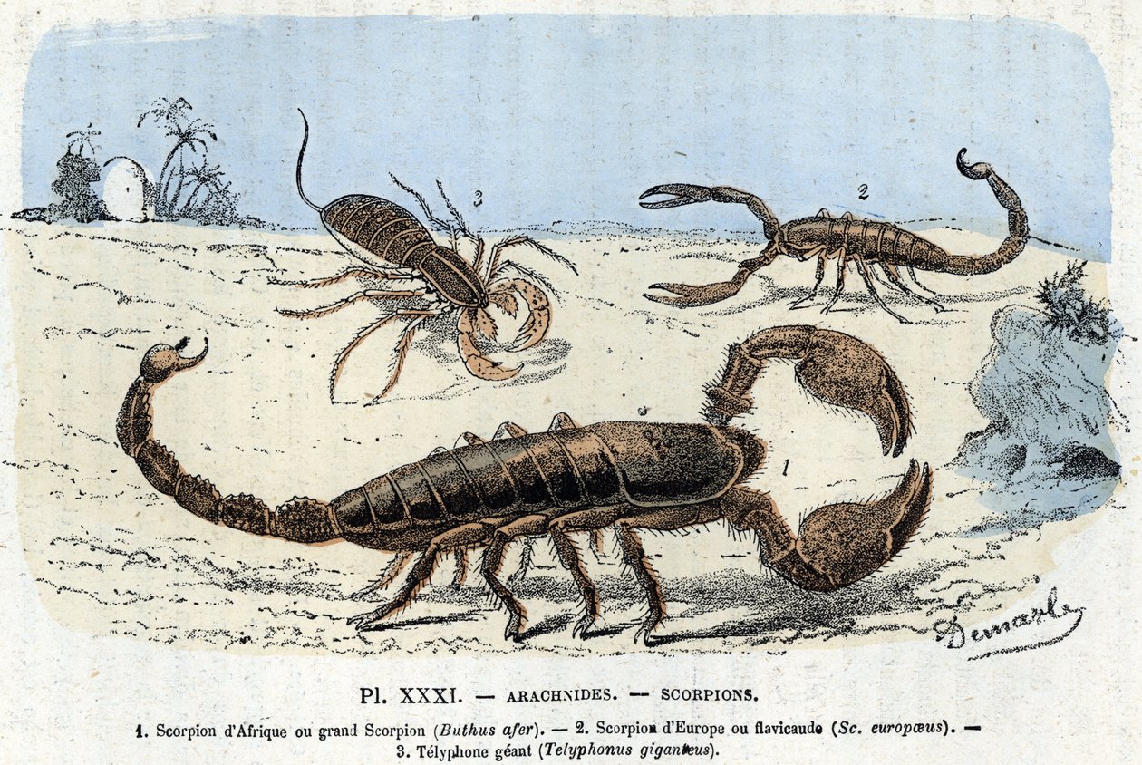 Állattani lemez; pókfélék, afrikai skorpiók, európai skorpió, telyfon) (Zoológiai lemez: Arachnid, skorpió) Metszet a „” L