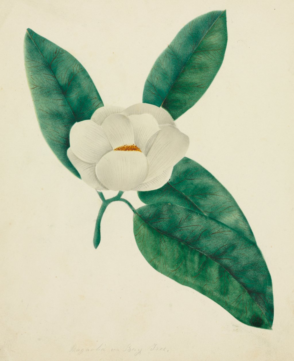 Magnólia (akvarell) alkotó: Altha Mary Nims