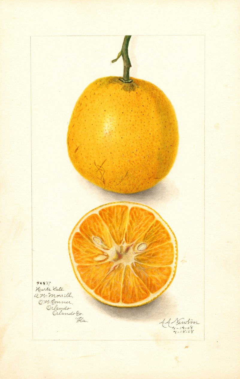 Harts késői narancs (Citrus sinensis) (akvarell) alkotó: Amanda Almira Newton