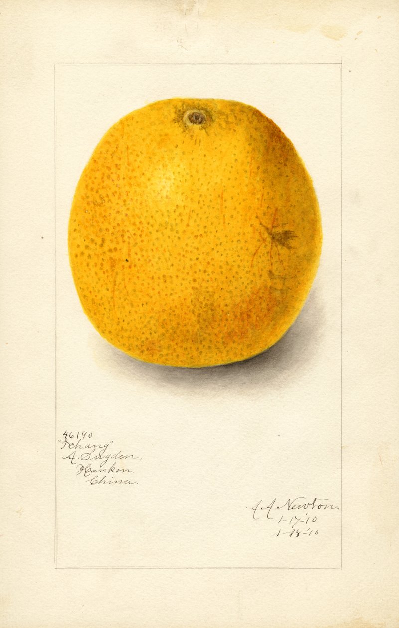 Ichang narancs (Citrus sinensis) (akvarell) alkotó: Amanda Almira Newton