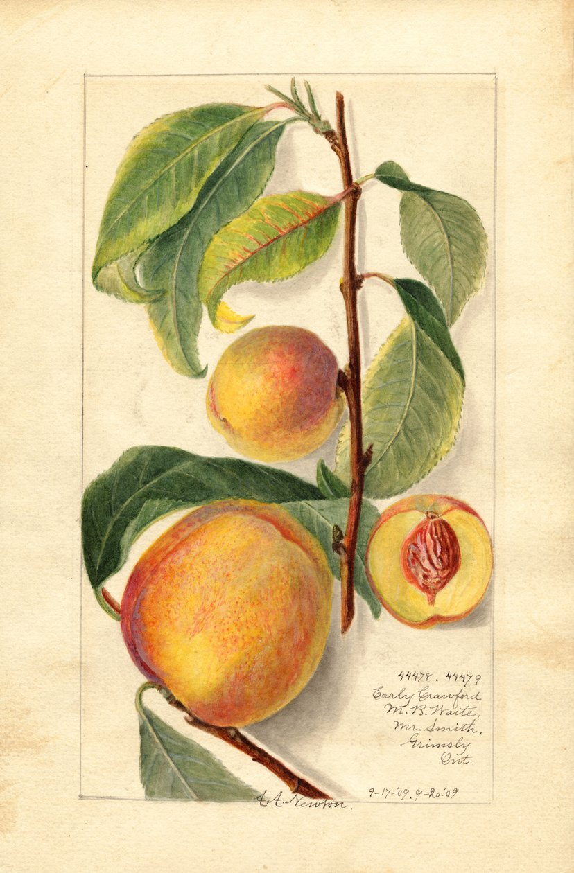 Őszibarack (Prunus persica) (akvarell) alkotó: Amanda Almira Newton