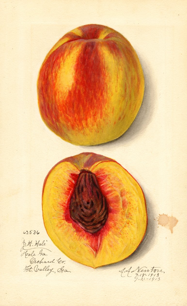 Őszibarack ( Prunus persica: J.H. Hale) (akvarell) alkotó: Amanda Almira Newton