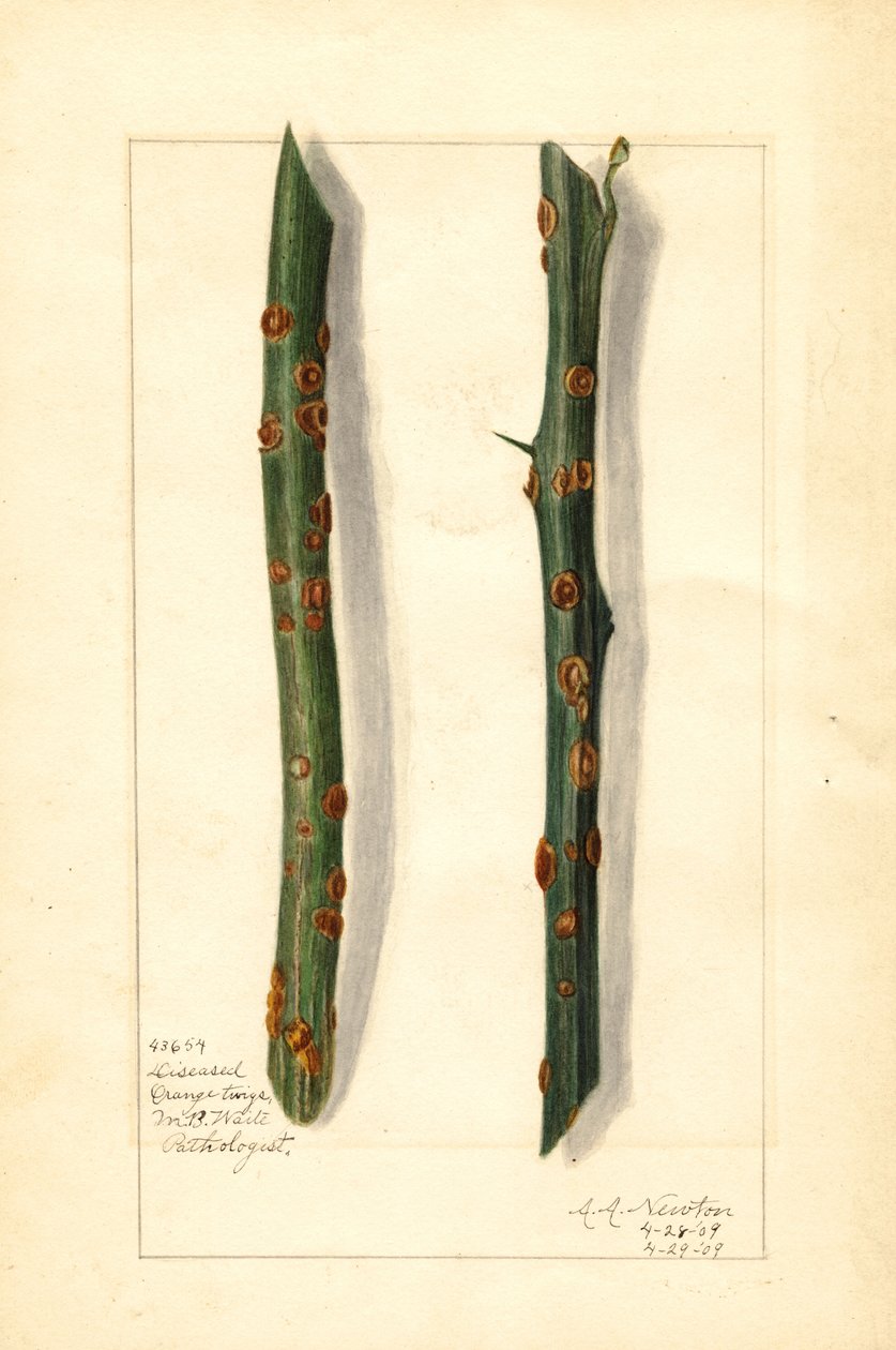 Két beteg narancsfa ága (Citrus sinensis) (akvarell) alkotó: Amanda Almira Newton
