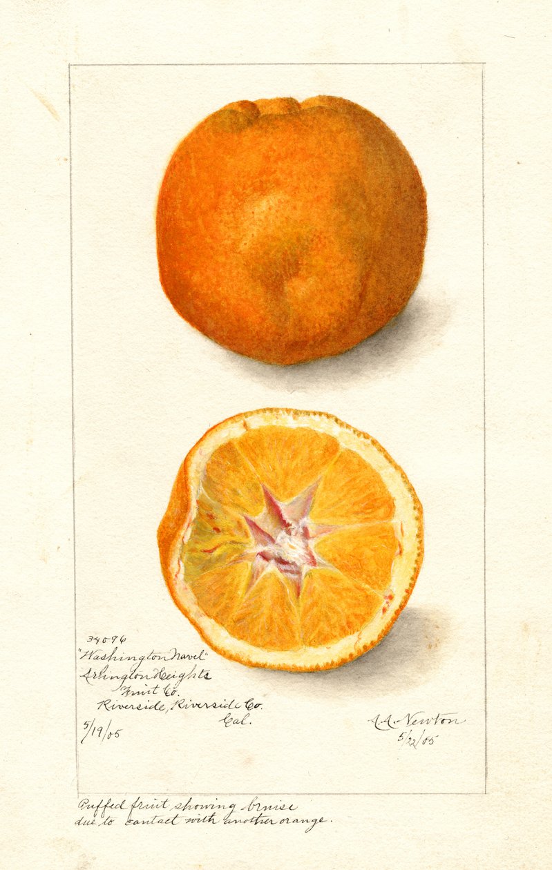 Washington Navel narancs ( Citrus sinensis) (akvarell) alkotó: Amanda Almira Newton
