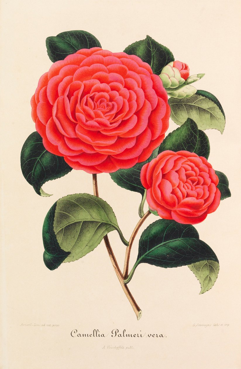 Kaméliák új ikonográfiája, 1850-1860. alkotó: Ambroise Alexandre Verschaffelt