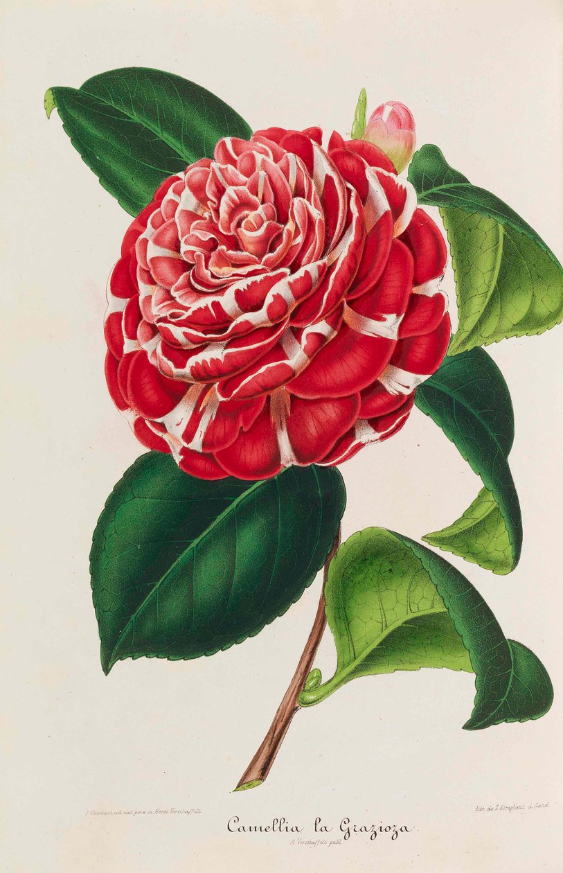 Kaméliák új ikonográfiája, 1850-1860. alkotó: Ambroise Alexandre Verschaffelt