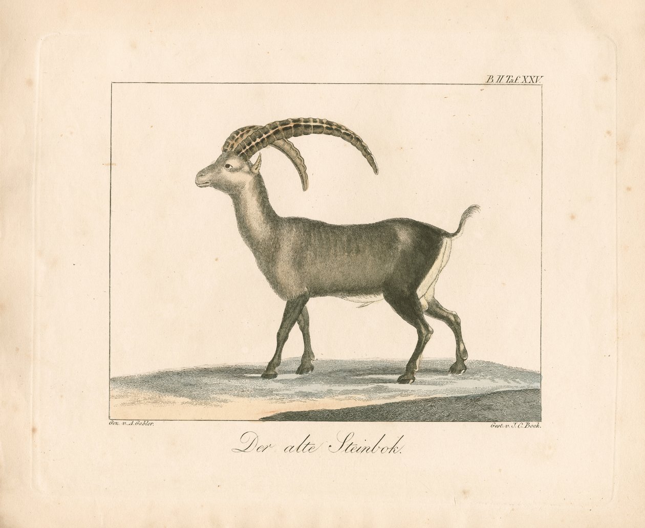  alkotó: Ambrosius Gabler