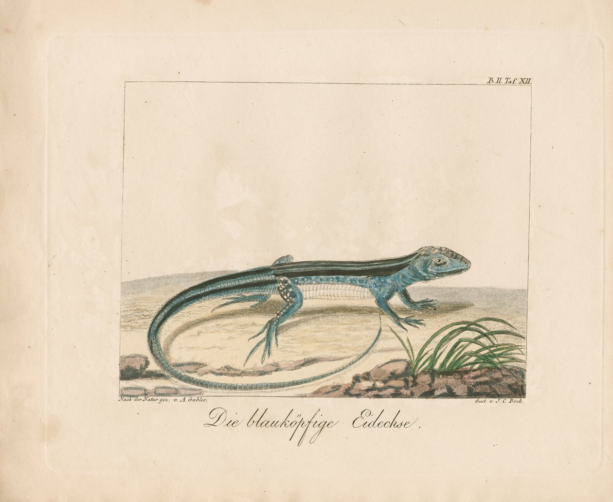  alkotó: Ambrosius Gabler