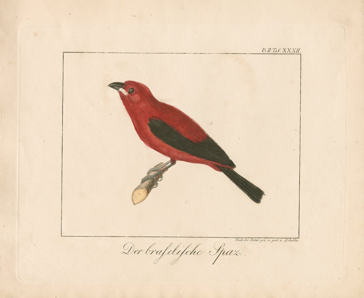 Brazil pinty (kézzel színezett rézmetszet) alkotó: Ambrosius Gabler