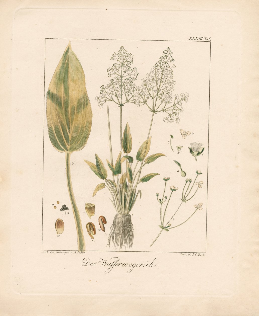  alkotó: Ambrosius Gabler