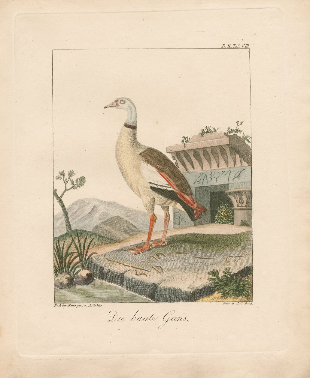 Egyiptomi liba (kézzel színezett litográfia) alkotó: Ambrosius Gabler