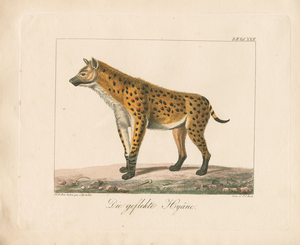 Foltos hiéna (kézzel színezett litográfia) alkotó: Ambrosius Gabler