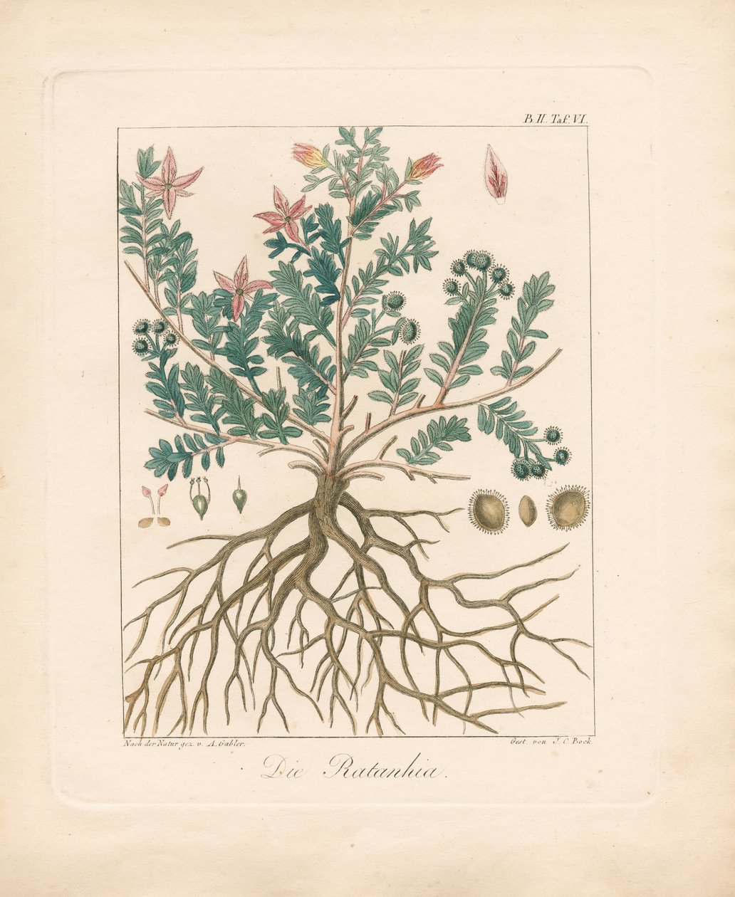Az éger-tölgyfa (kézzel színezett litográfia) alkotó: Ambrosius Gabler