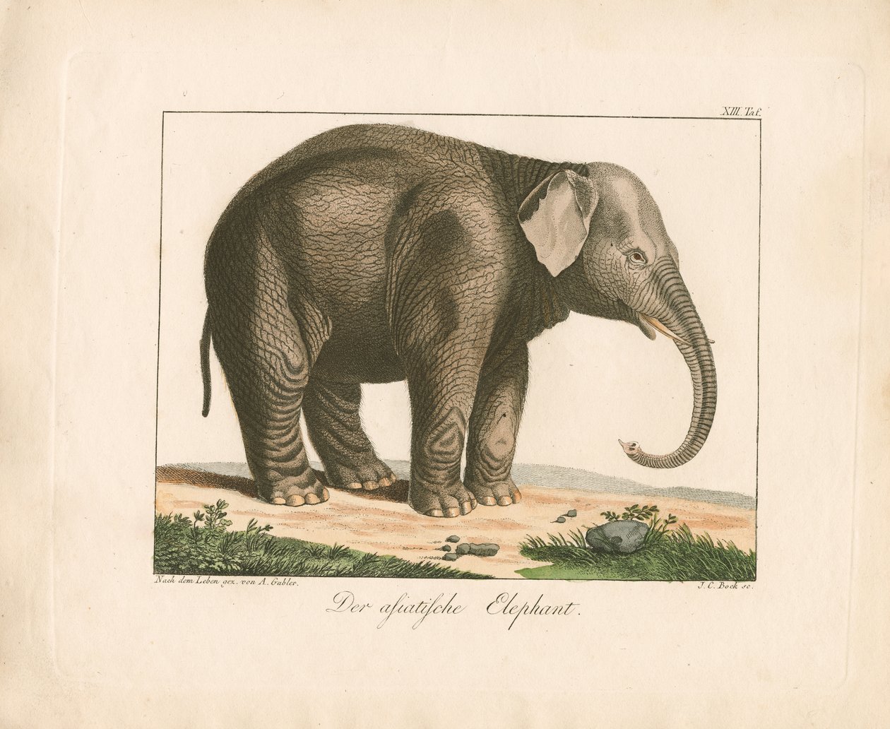  alkotó: Ambrosius Gabler