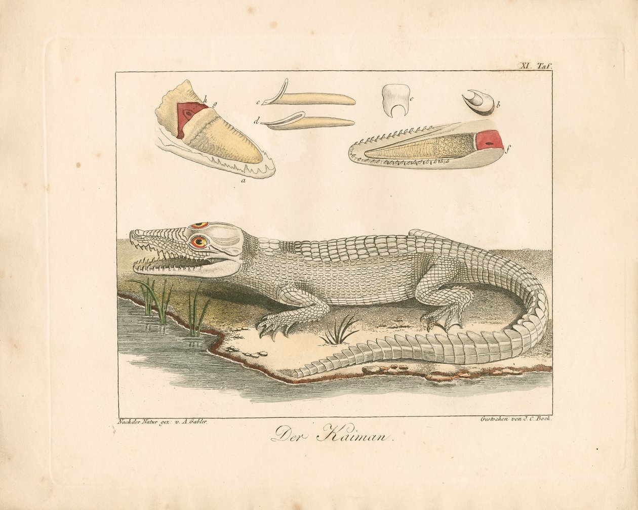 A kajmán (kézzel színezett metszet) alkotó: Ambrosius Gabler