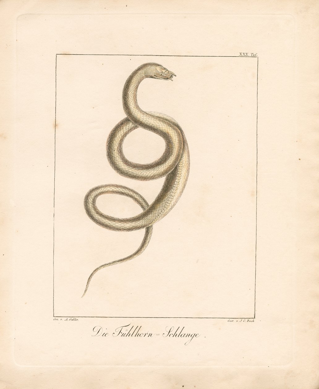  alkotó: Ambrosius Gabler