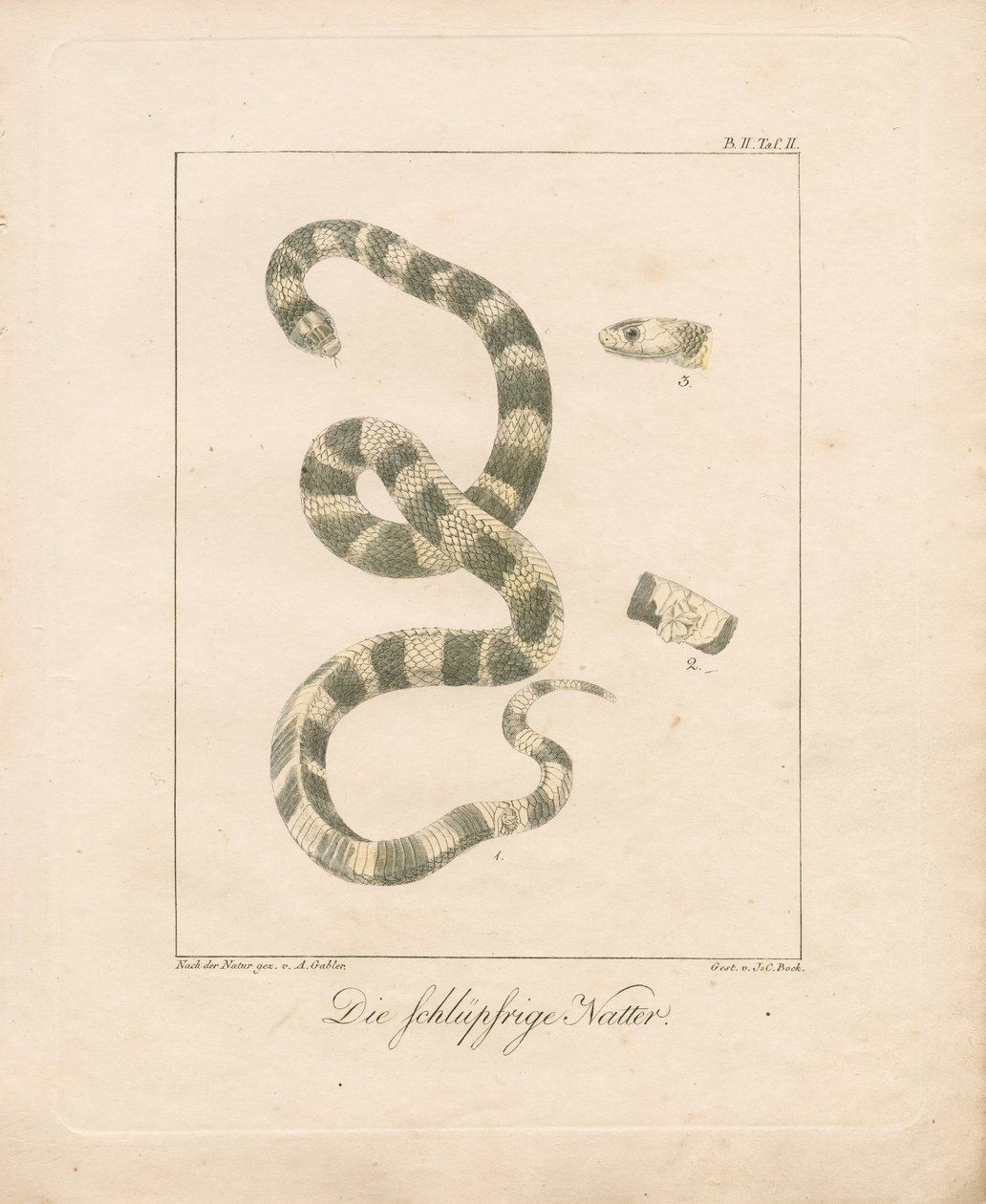  alkotó: Ambrosius Gabler