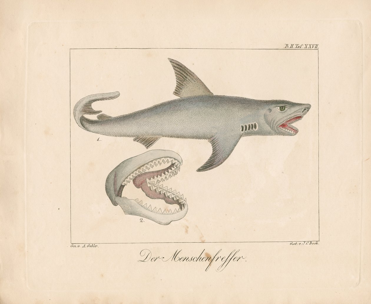  alkotó: Ambrosius Gabler