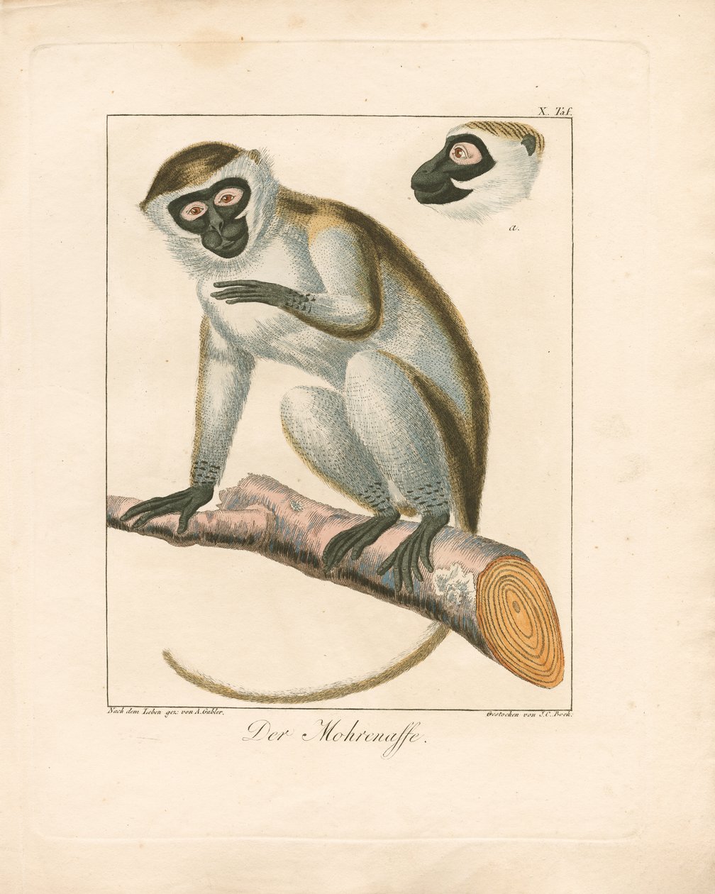  alkotó: Ambrosius Gabler