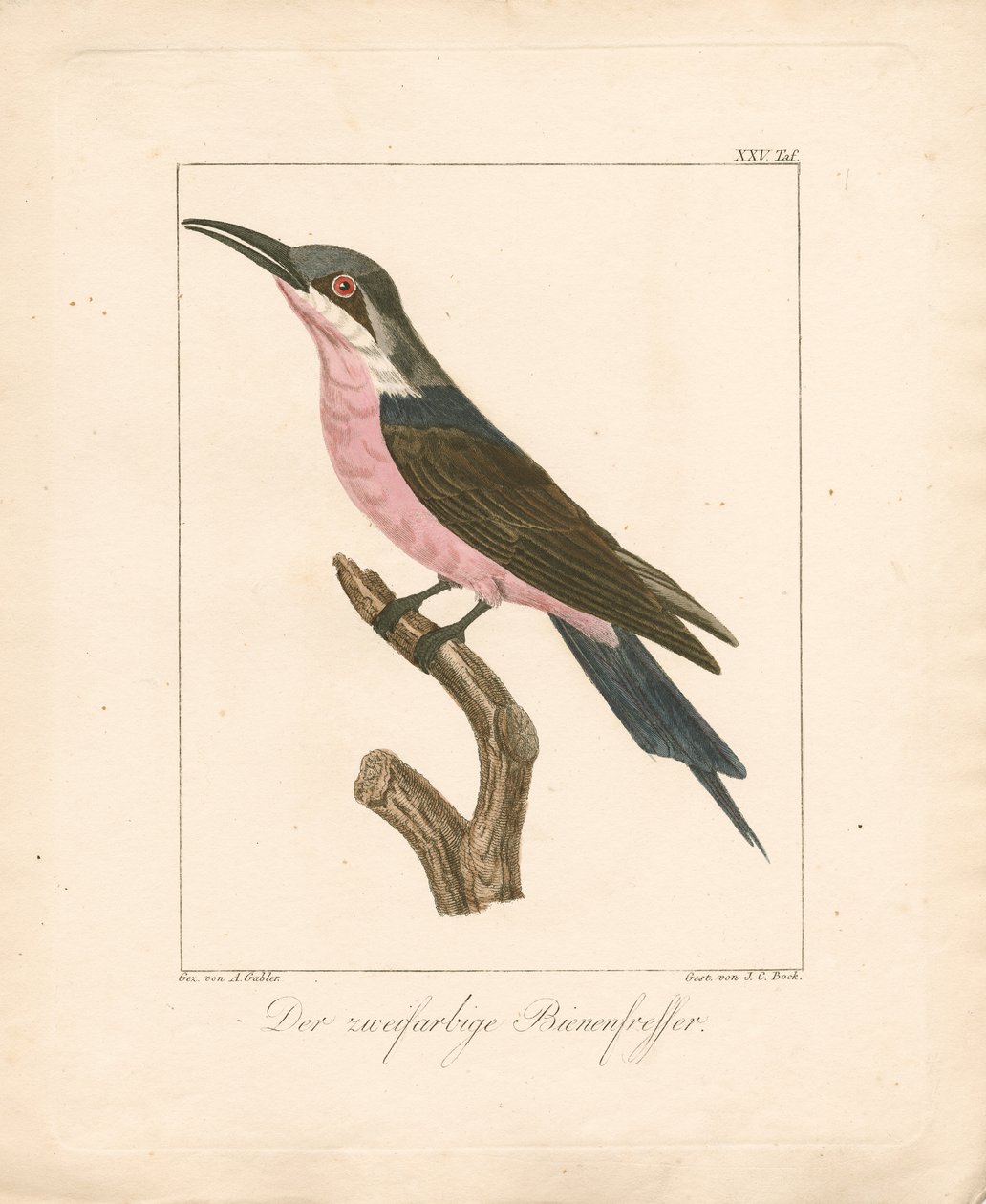 A kétszínű méhfaló (kézi színes litográfia) alkotó: Ambrosius Gabler