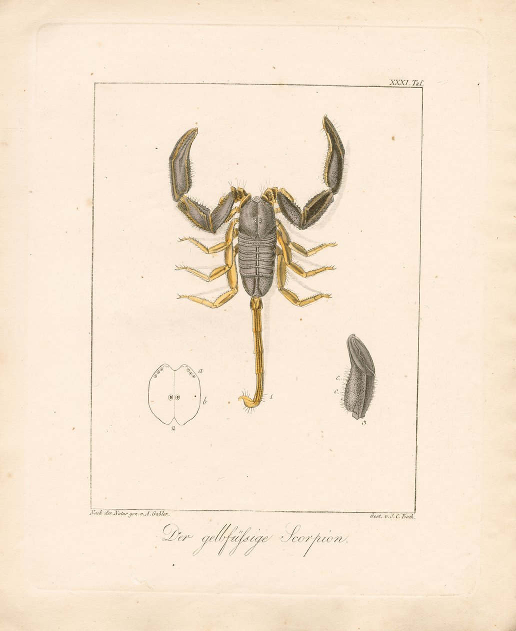 A sárgalábú skorpió (kézzel színezett rézmetszet) alkotó: Ambrosius Gabler