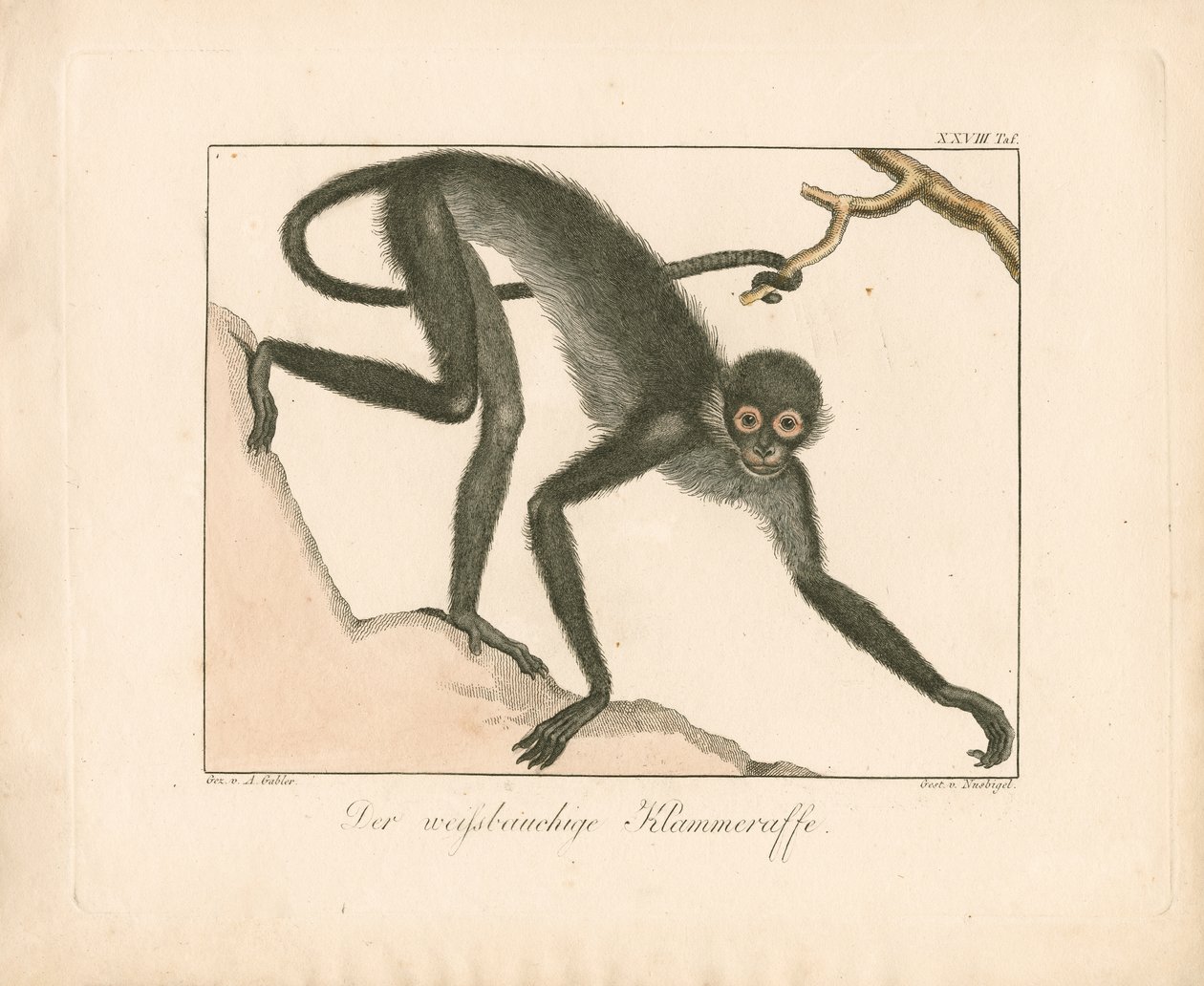  alkotó: Ambrosius Gabler