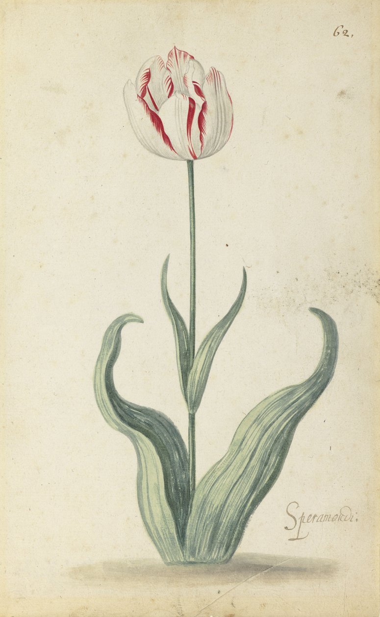 "Speramondi" tulipán, virágalbumból, 1640 körül alkotó: Ambrosius the Younger Bosschaert