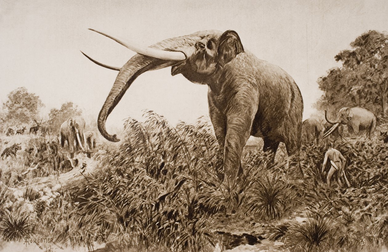 The Chatham Elephant, illusztráció H.G. Wells „The Outline of History” című művéből, I. kötet, 1920-ban (litho) alkotó: Amedee Forestier