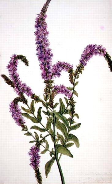 PD.128-1973f.11 Lila tüskés fűzfű (Epilobium) 1787 (akvarell és gouache) alkotó: Amelia Fancourt