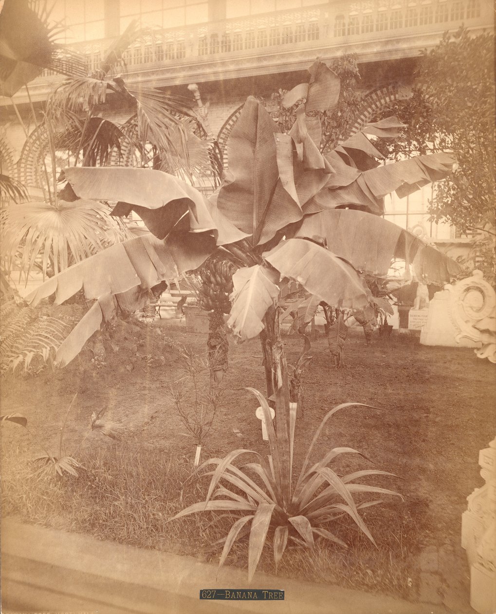 Banana Tree, Pennsylvania Centennial Exhibition, 1876 (ezüst albumin nyomat) alkotó: American Photographer