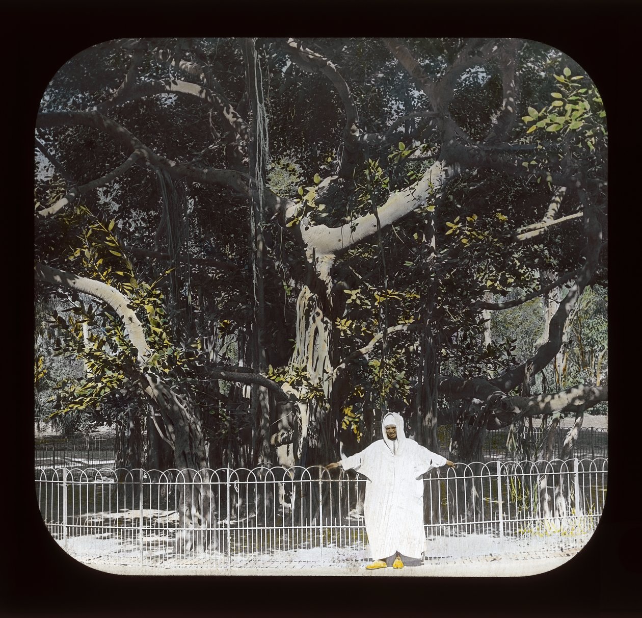 Egyiptom - Banyan Tree, Esbekiyeh Place, Kairó (lámpás csúszda) alkotó: American Photographer