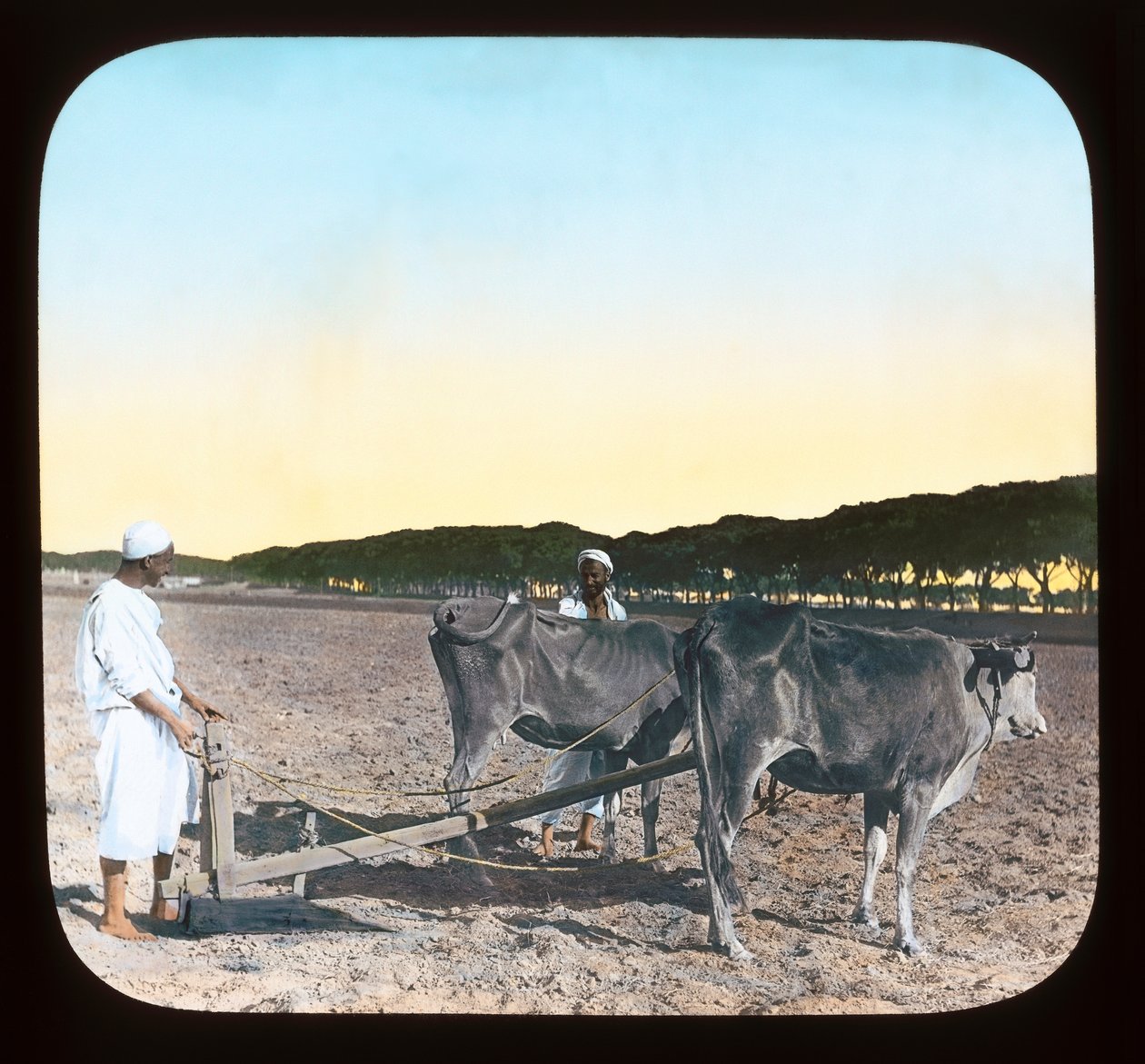 Egyiptom – Férfiak szántanak (lámpás csúszda) alkotó: American Photographer