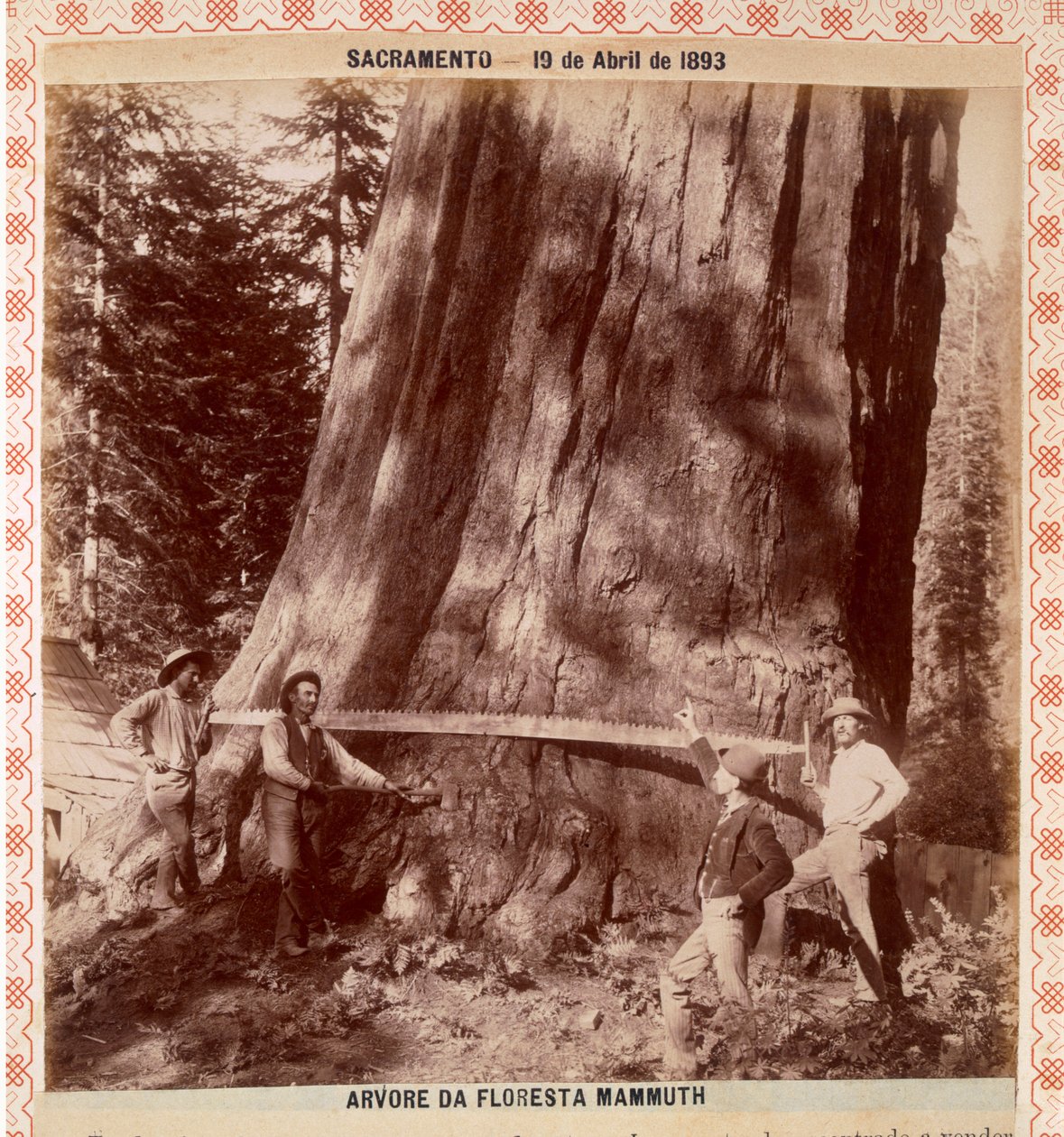 Favágók húzófűrésszel le akarnak dönteni egy óriási vörösfát, Sacramento, California, 1893 (albumnyomat) alkotó: American Photographer
